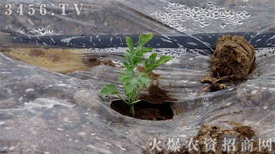 明英豆肽酶微生物菌劑有哪些不一樣的地方! 明英豆肽酶微生物菌劑有哪些不一樣的地方!